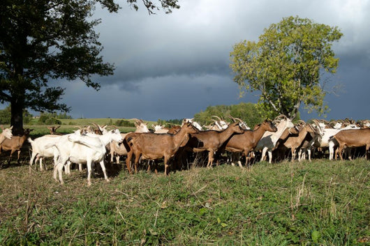 Goats Herd Wall Decal