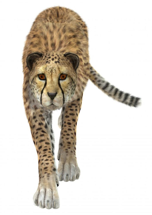 Cheetah Wall Decal Design 4