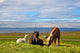 Farm Grazing Herds Wall Decal