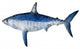 Polygon Shark Wall Decal