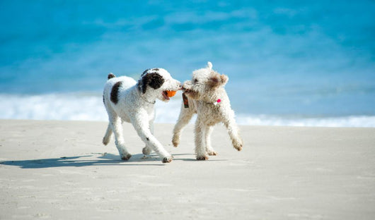 Spielende Hunde Am Strand Wall Decal