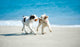 Spielende Hunde Am Strand Wall Decal