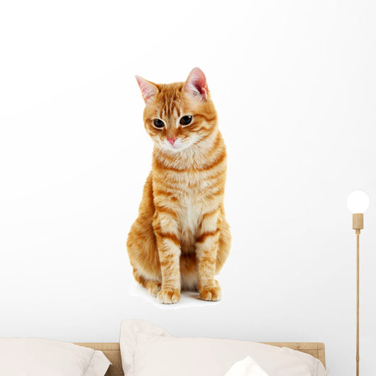 Portrait Red Cat White Wall Decal