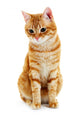 Portrait Red Cat White Wall Decal