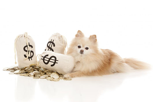Expensive Pet Wall Decal