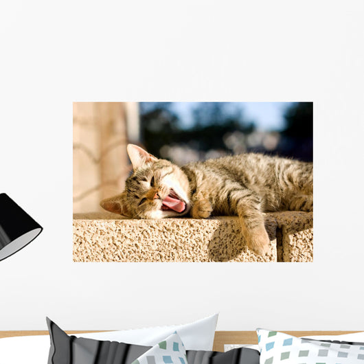 Brown Tabby Kitten Lying Wall Decal