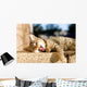 Brown Tabby Kitten Lying Wall Decal