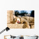 Brown Tabby Kitten Lying Wall Decal