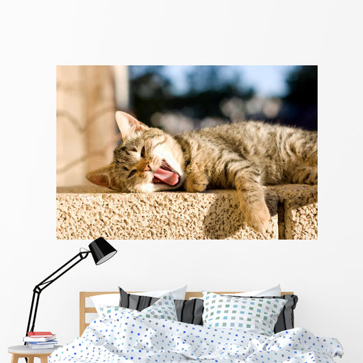 Brown Tabby Kitten Lying Wall Decal