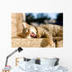 Brown Tabby Kitten Lying Wall Decal
