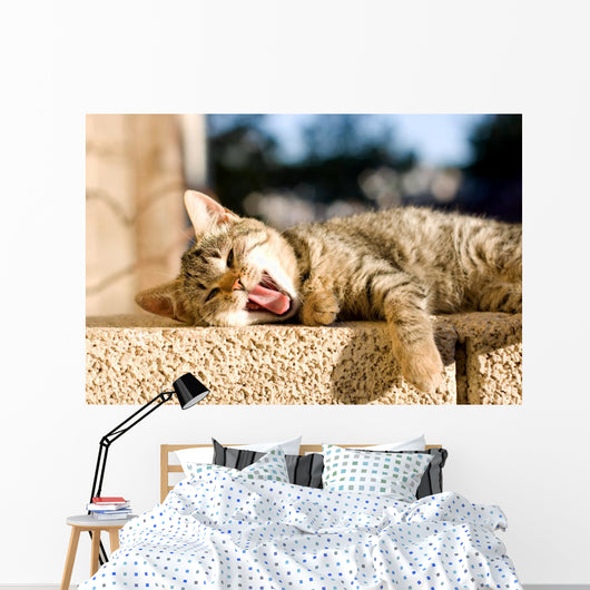 Brown Tabby Kitten Lying Wall Decal