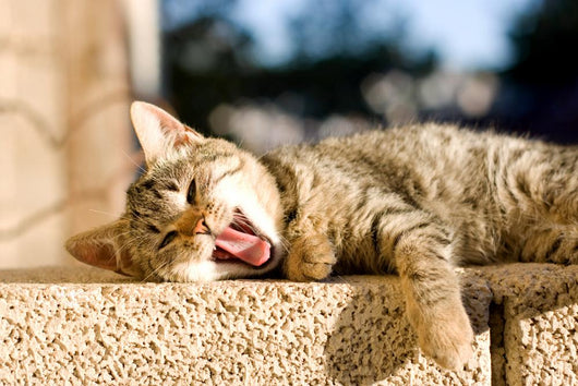 Brown Tabby Kitten Lying Wall Decal