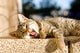 Brown Tabby Kitten Lying Wall Decal