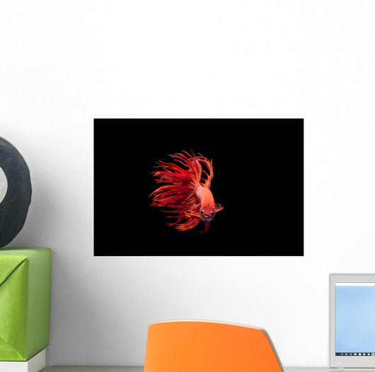 Fighting Fish Beautiful Betta Wall Decal