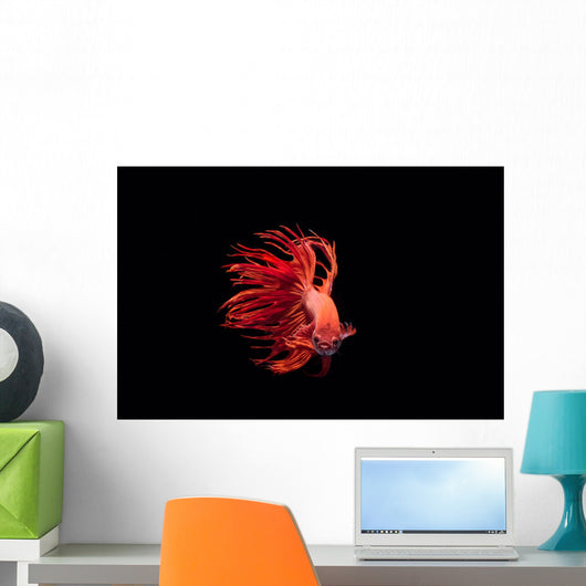 Fighting Fish Beautiful Betta Wall Decal