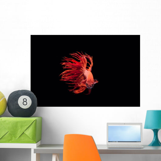 Fighting Fish Beautiful Betta Wall Decal