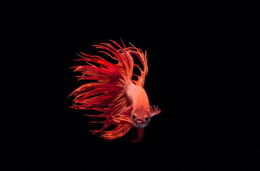 Fighting Fish Beautiful Betta Wall Decal
