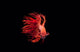 Fighting Fish Beautiful Betta Wall Decal