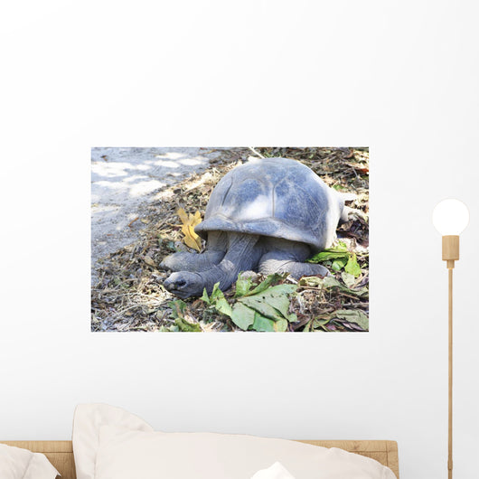 Aldabra giant tortoise in island Curieuse. Wall Mural