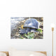 Aldabra giant tortoise in island Curieuse. Wall Mural
