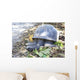 Aldabra giant tortoise in island Curieuse. Wall Mural