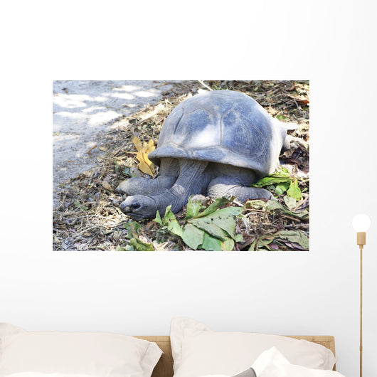 Aldabra giant tortoise in island Curieuse. Wall Mural