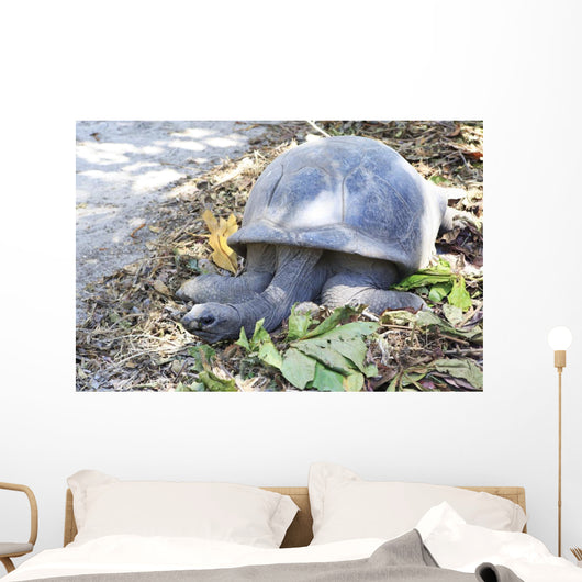 Aldabra giant tortoise in island Curieuse. Wall Mural