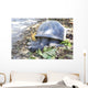 Aldabra giant tortoise in island Curieuse. Wall Mural