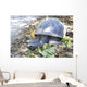 Aldabra giant tortoise in island Curieuse. Wall Mural