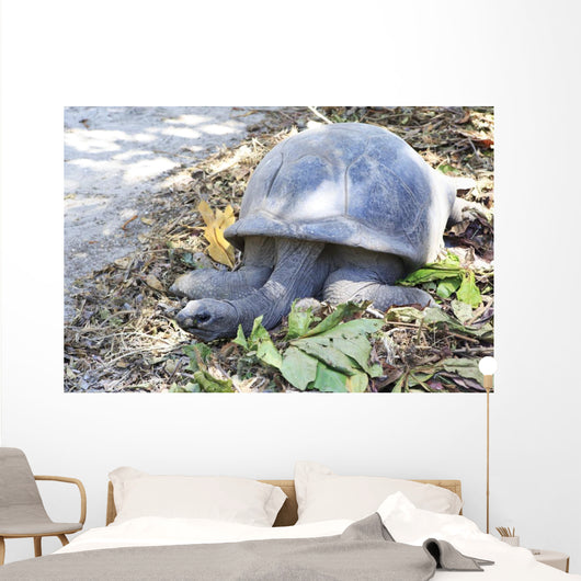 Aldabra giant tortoise in island Curieuse. Wall Mural