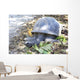 Aldabra giant tortoise in island Curieuse. Wall Mural