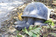 Aldabra giant tortoise in island Curieuse. Wall Mural