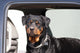 Rottie Truck Wall Decal