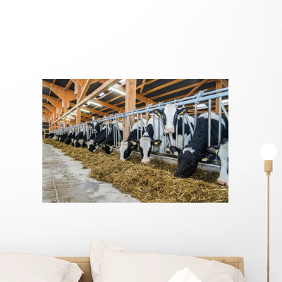 Moderner Rindviehstall Holstein-friesian Rinder Wall Decal shown on a wall