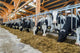 Moderner Rindviehstall Holstein-friesian Rinder Wall Decal