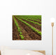 Field Turnip Beets Growing Wall Decal
