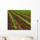 Field Turnip Beets Growing Wall Decal