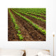 Field Turnip Beets Growing Wall Decal