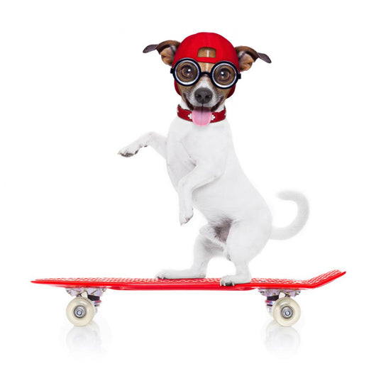 Skater Boy Dog Wall Decal
