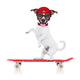 Skater Boy Dog Wall Decal