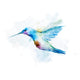 Watercolor Colibri Bird Wall Decal Design 2