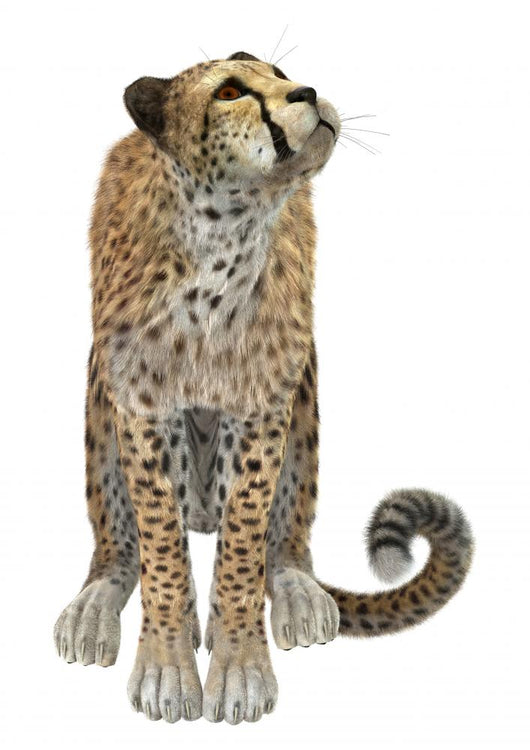 Cheetah Wall Decal Design 3
