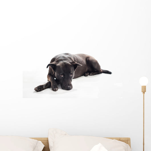 Bored Black Mixed-breed Dog Wall Decal