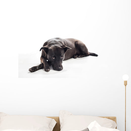 Bored Black Mixed-breed Dog Wall Decal