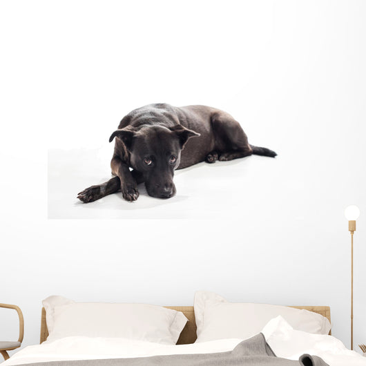 Bored Black Mixed-breed Dog Wall Decal
