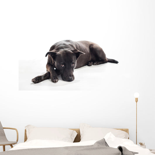 Bored Black Mixed-breed Dog Wall Decal