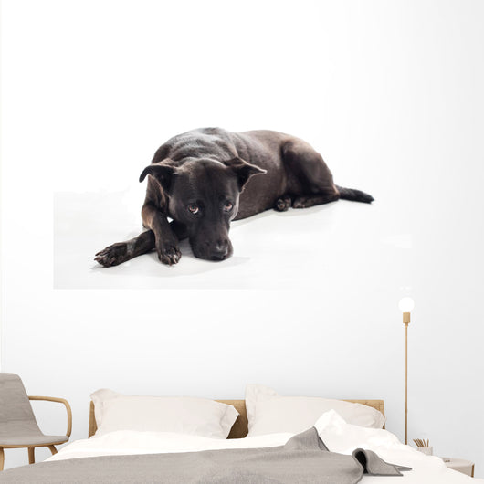 Bored Black Mixed-breed Dog Wall Decal