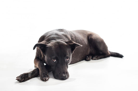 Bored Black Mixed-breed Dog Wall Decal