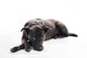 Bored Black Mixed-breed Dog Wall Decal