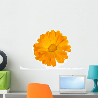 Calendula Flower White Wall Decal shown on a wall